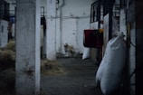 A white dog stands in the middle of a dimly lit barn aisle. The barn features concrete walls and pillars that stretch down the corridor, with hay scattered on the floor. Large sacks and a dark red horse blanket are visible to the side, indicating an equestrian setting.