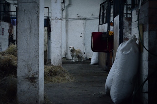 A white dog stands in the middle of a dimly lit barn aisle. The barn features concrete walls and pillars that stretch down the corridor, with hay scattered on the floor. Large sacks and a dark red horse blanket are visible to the side, indicating an equestrian setting.