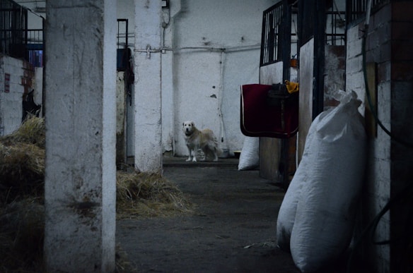 A white dog stands in the middle of a dimly lit barn aisle. The barn features concrete walls and pillars that stretch down the corridor, with hay scattered on the floor. Large sacks and a dark red horse blanket are visible to the side, indicating an equestrian setting.