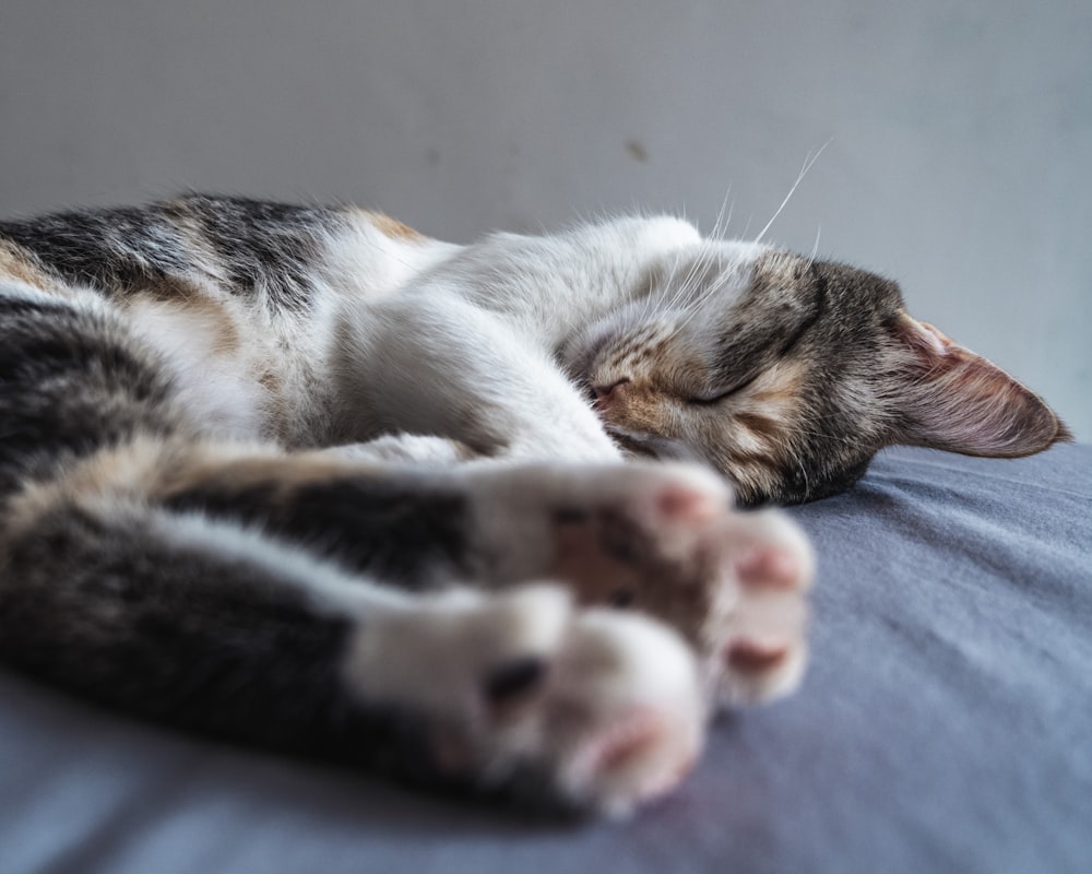 white brown and black cat lying on blue textile