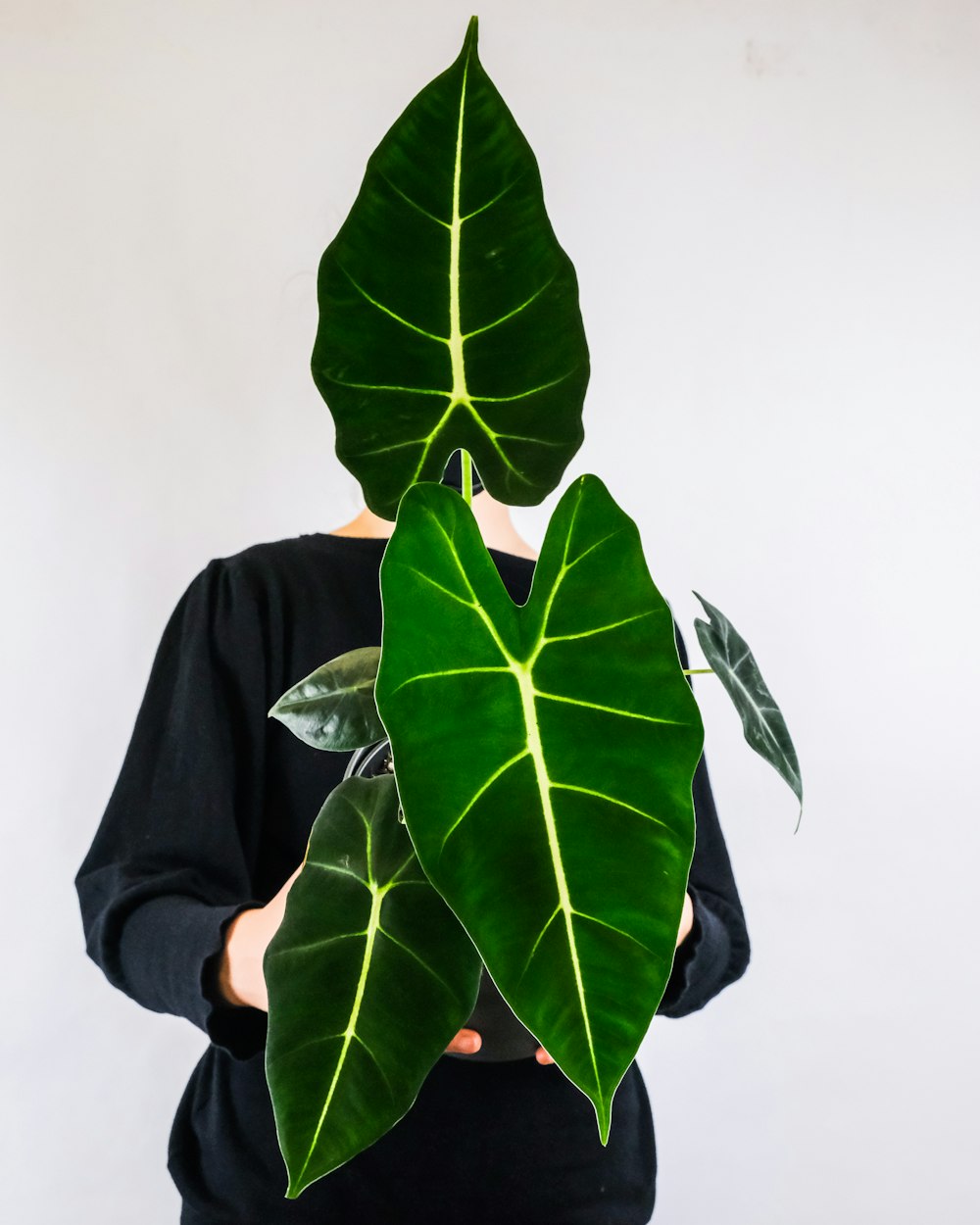 person in black long sleeve shirt holding green leaves