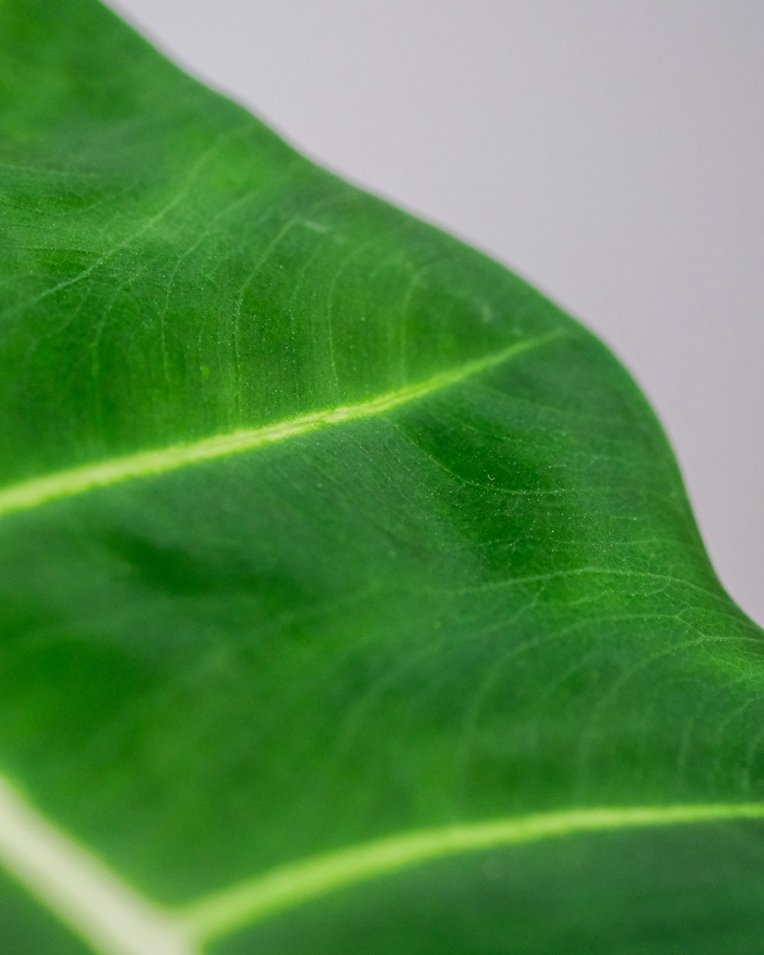 green leaf in close up photography