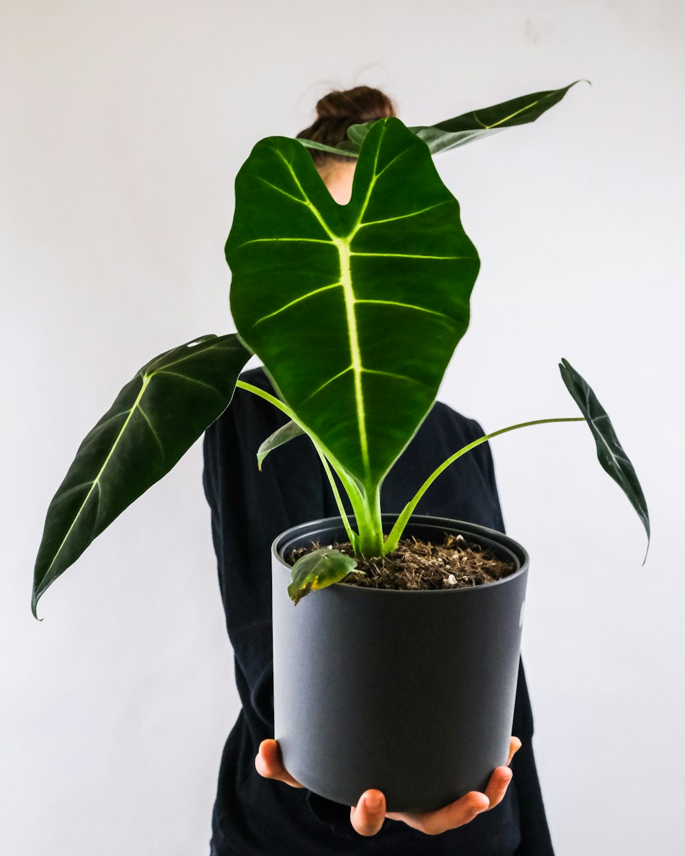 green plant on black pot