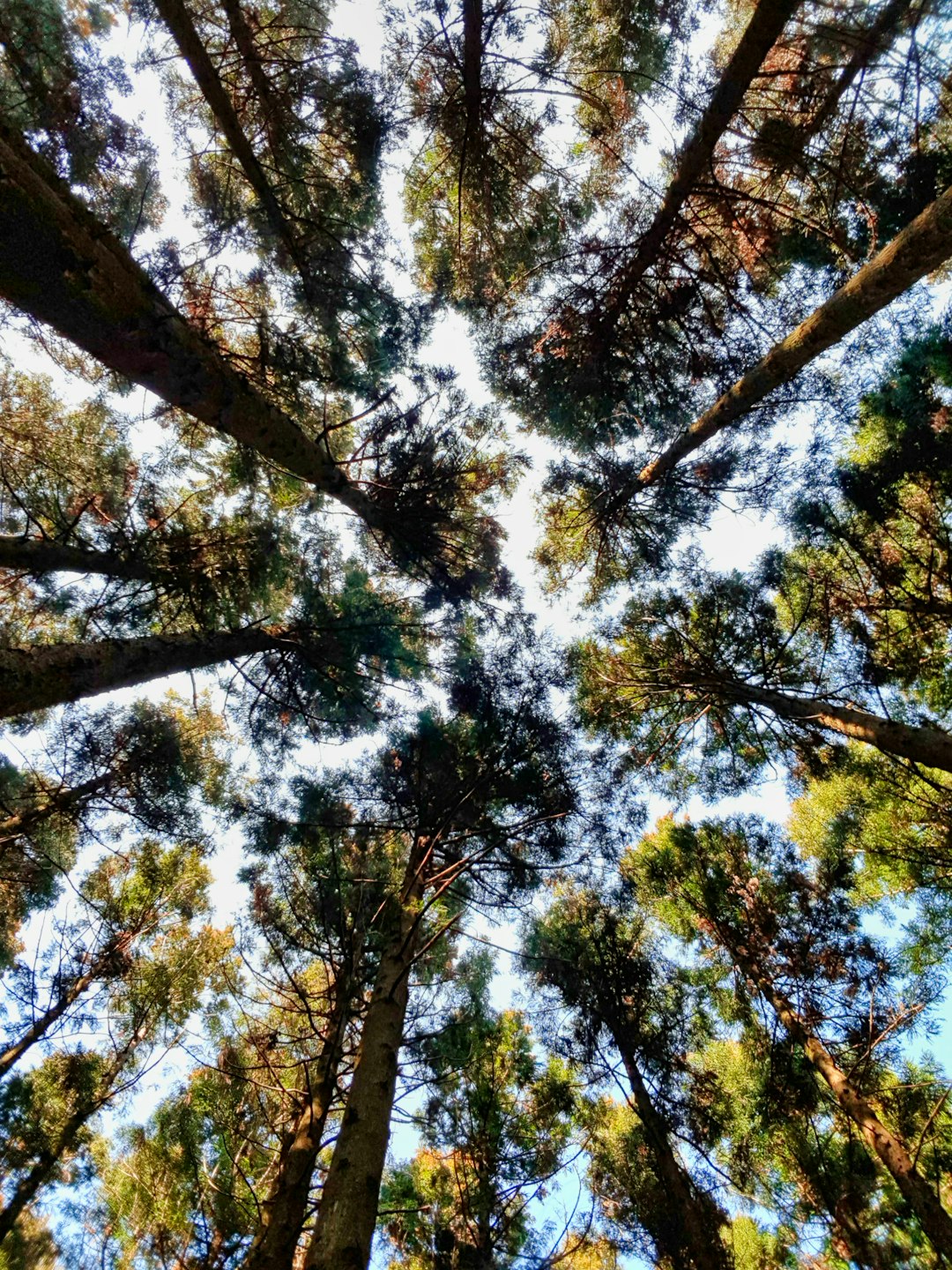 low angle photography of green trees during daytime