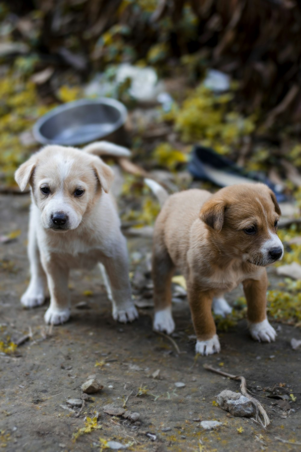 brown and white short coated puppy on gray concrete floor during daytime