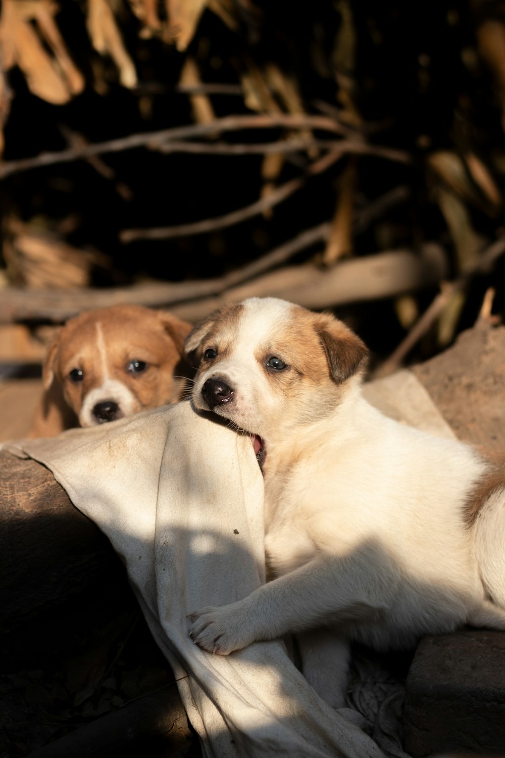 white and brown short coated dog