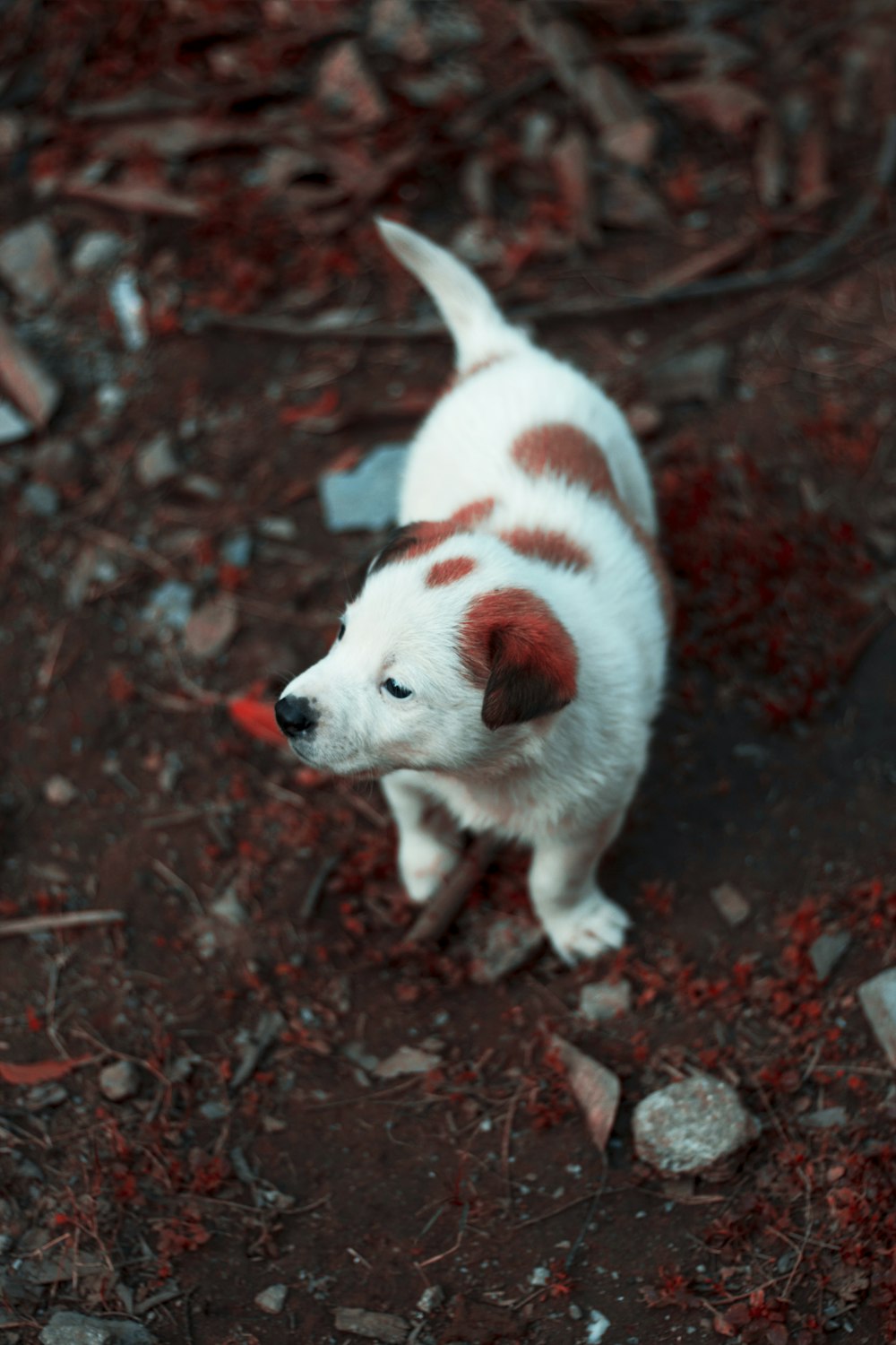 Perro pequeño de pelo corto blanco y marrón sobre suelo marrón