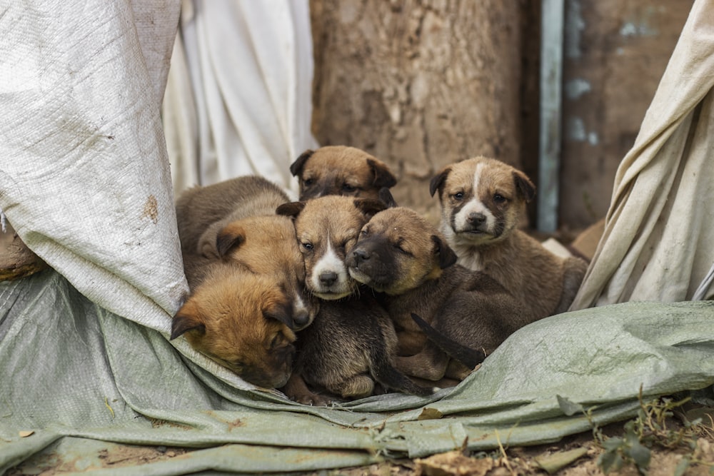 brown and black short coated puppy on green textile