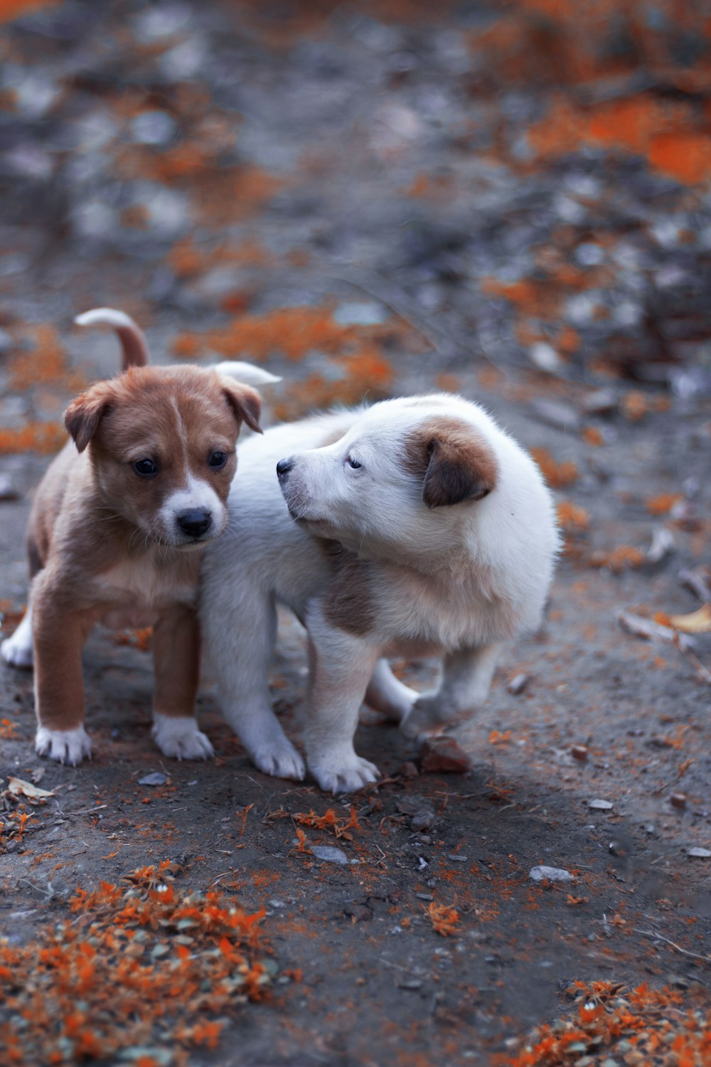 white and brown short coated puppy on brown soil