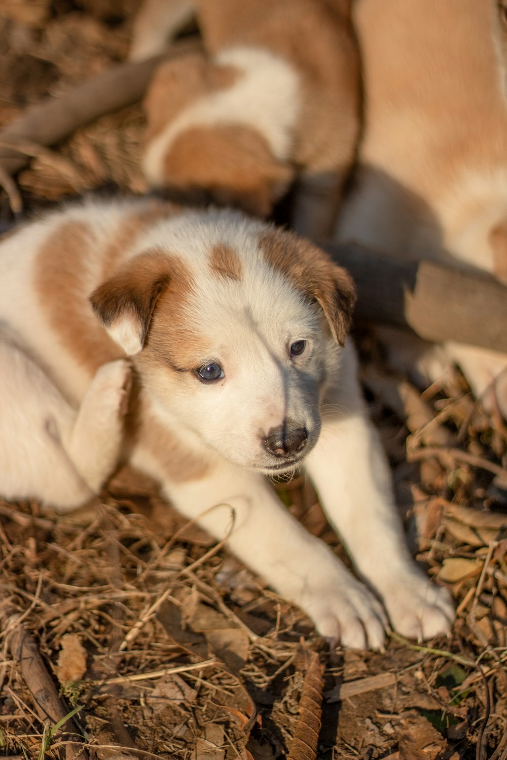 white and brown short coated puppy lying on brown dried leaves