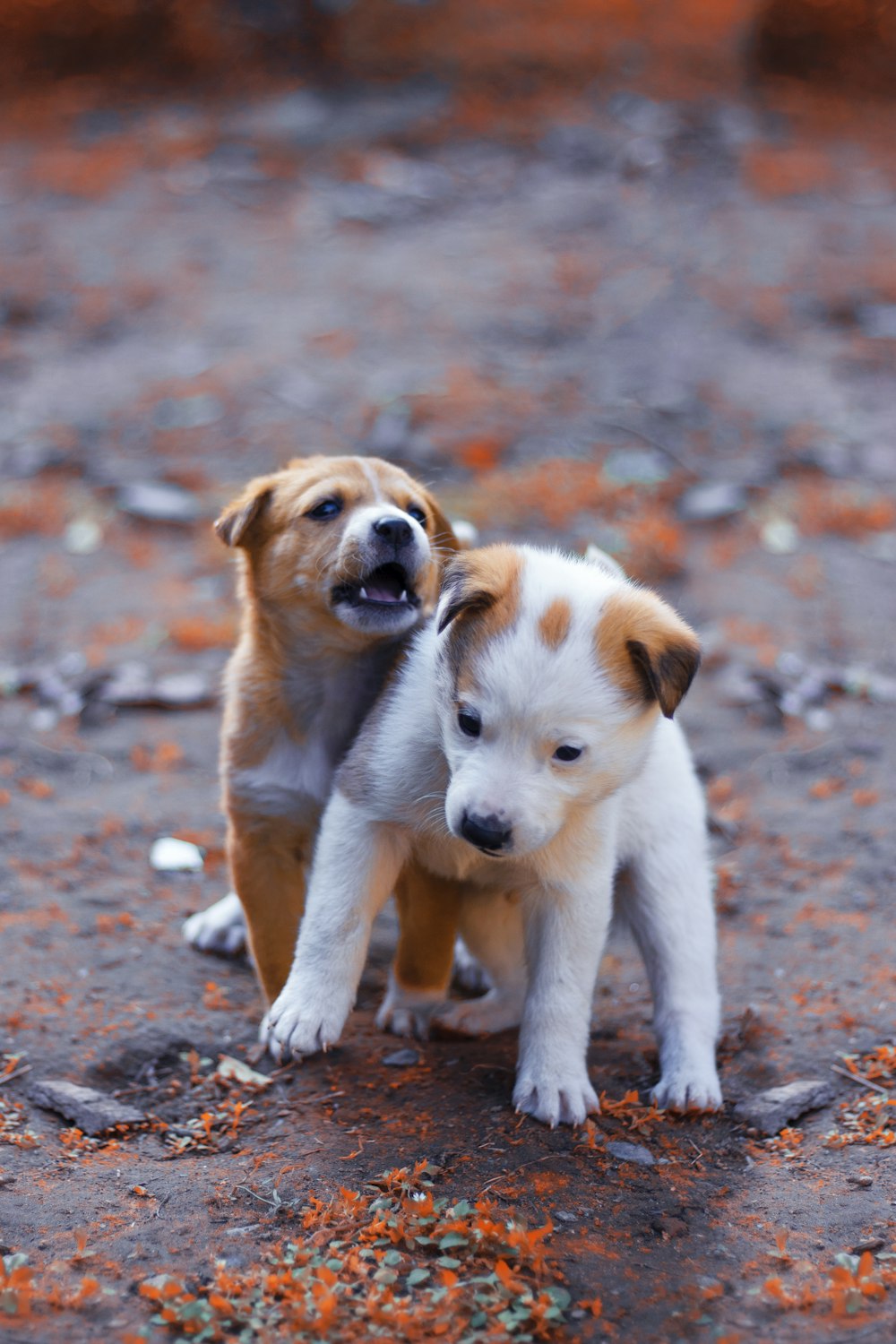 white and brown short coated puppy on brown ground during daytime