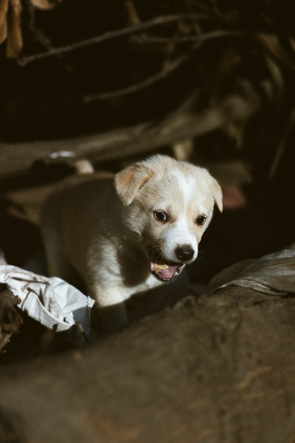 white and brown short coated dog on gray textile