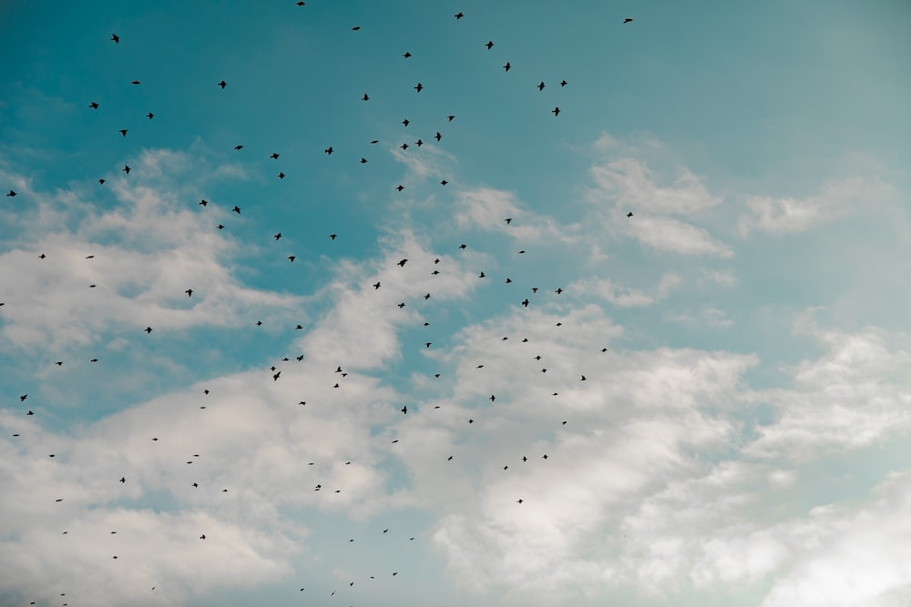 flock of birds flying under blue sky during daytime