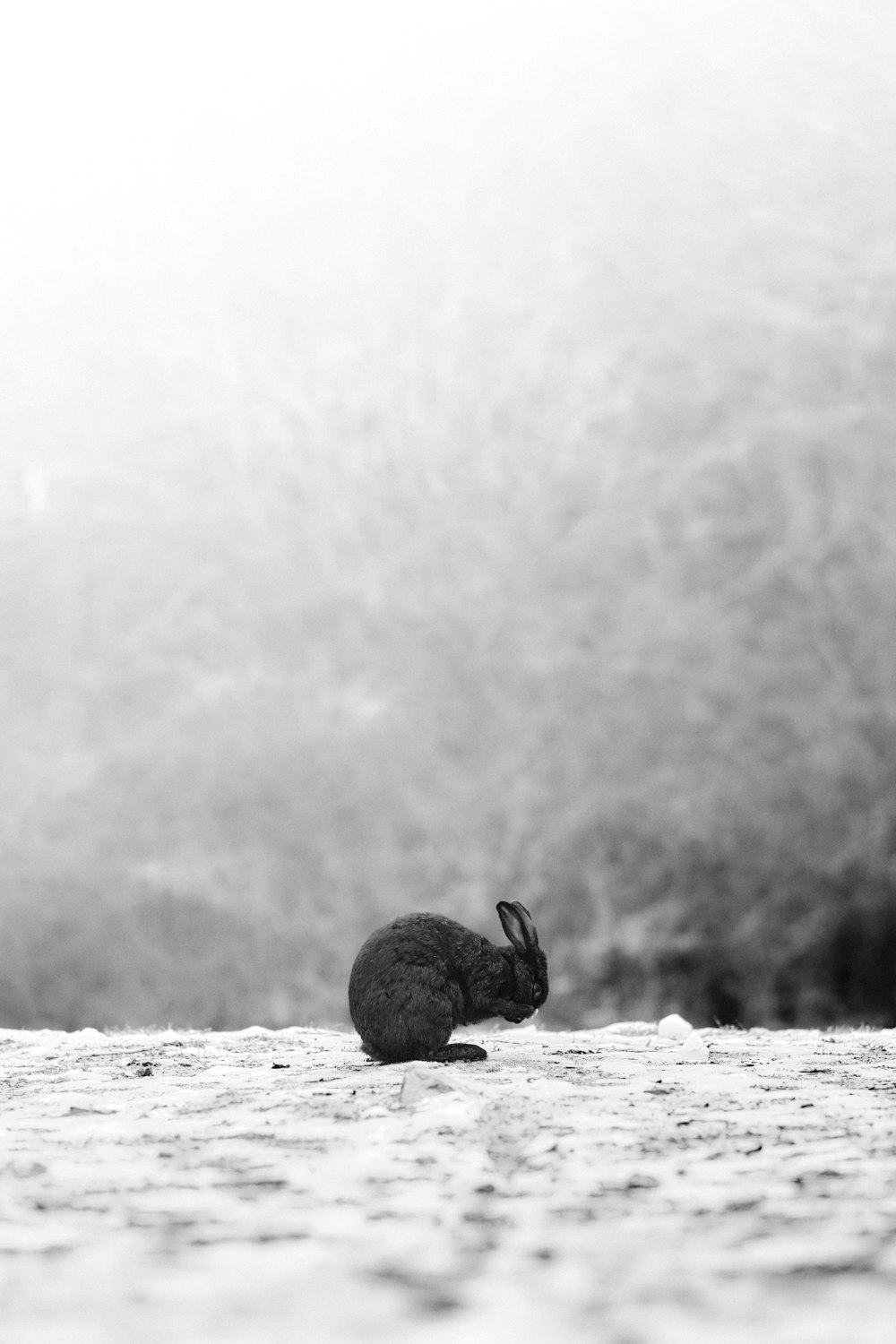 grayscale photo of rabbit on beach