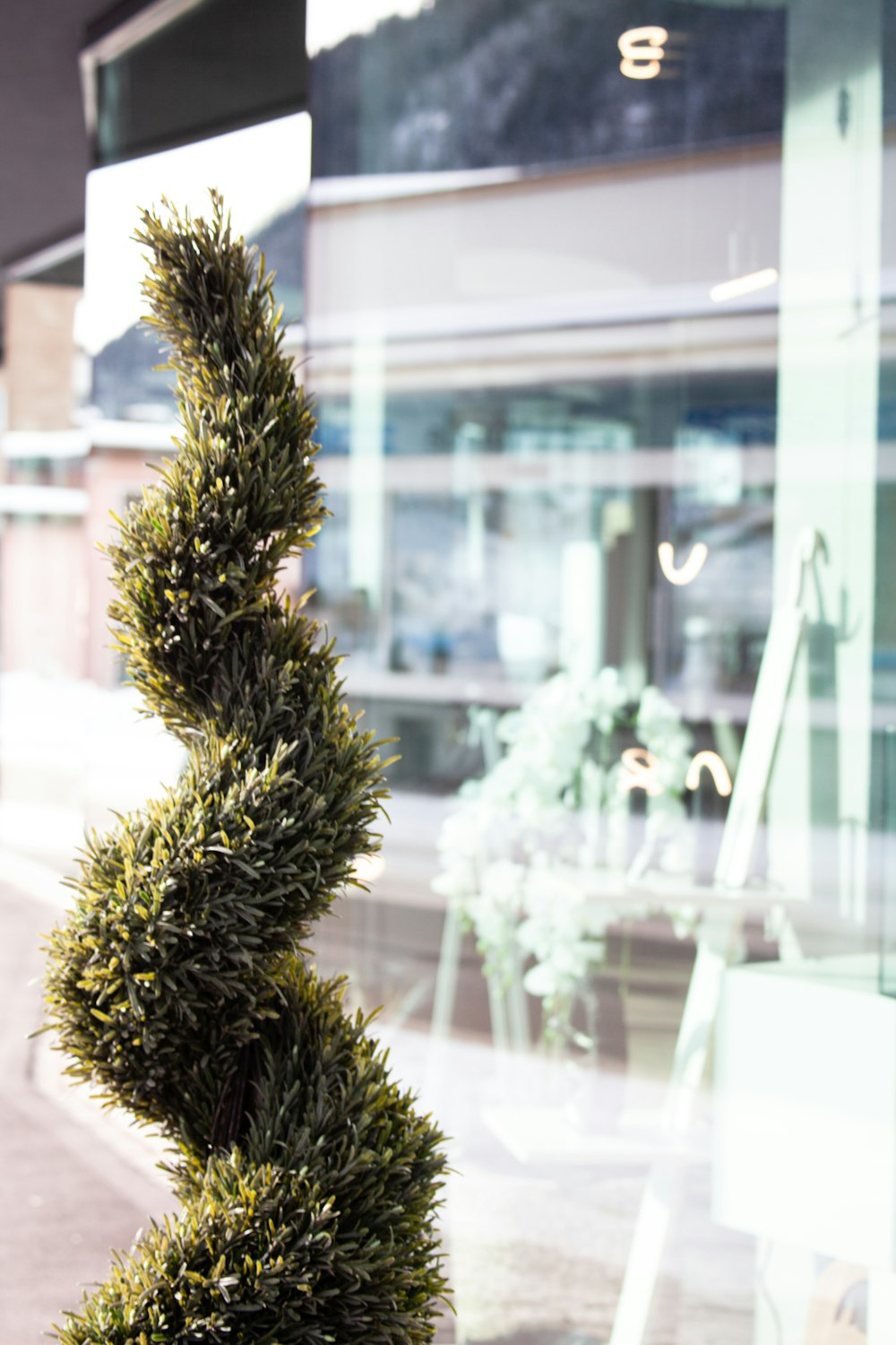 green pine tree in front of glass window