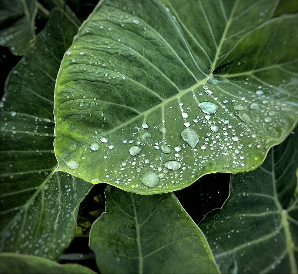 gotículas de água na planta da folha verde