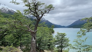 A serene landscape showcasing a lush green forest.