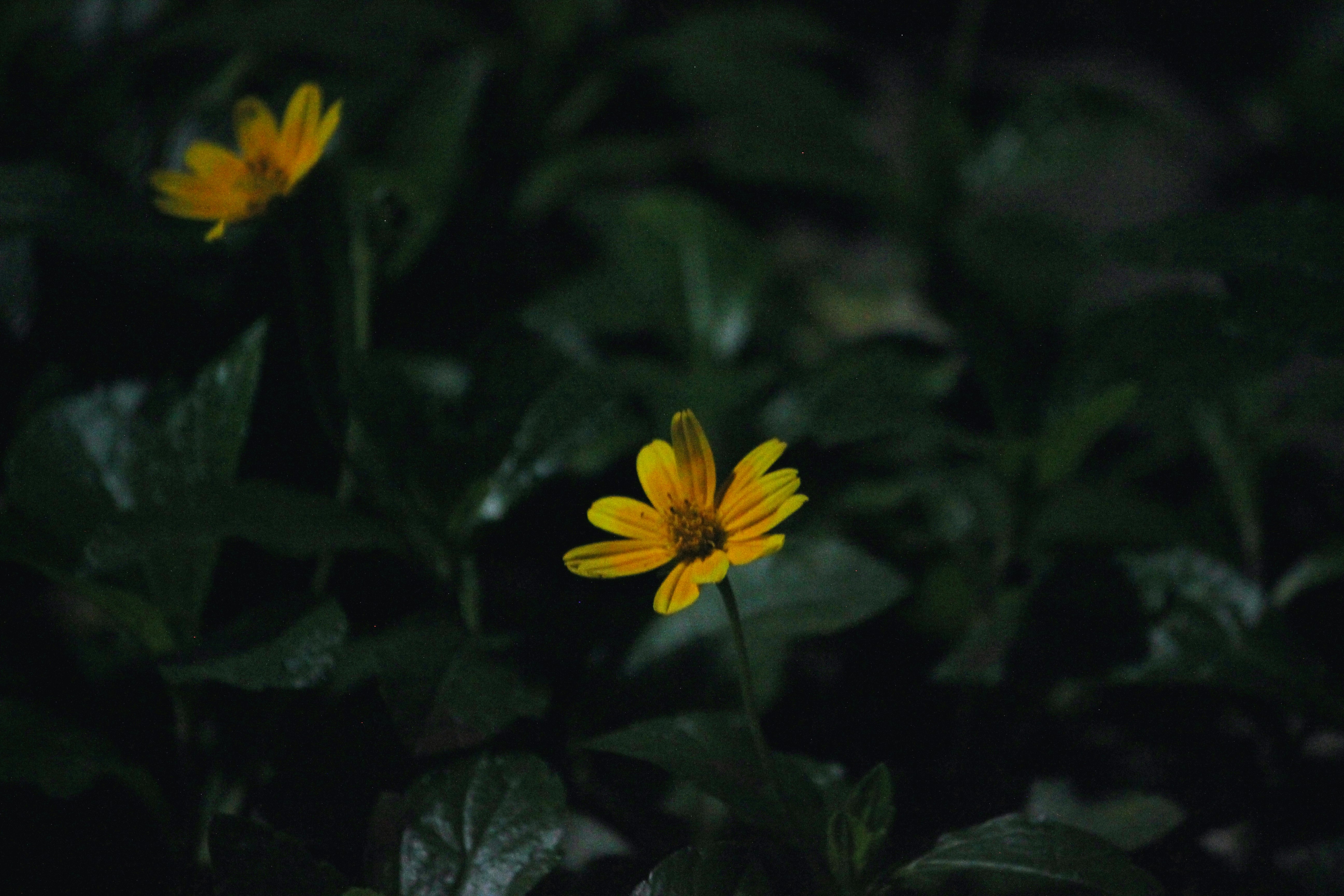 Photo by shruti_parthasarathy