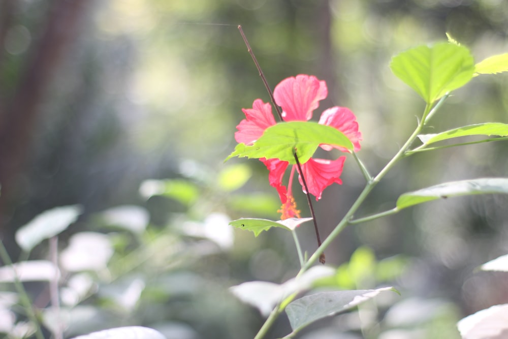 red flower in tilt shift lens