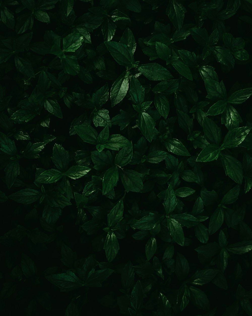 green leaves on black background