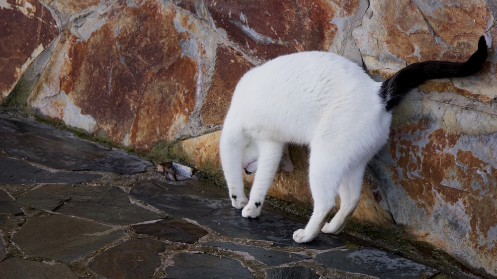 a black and white cat climbing up a stone wall