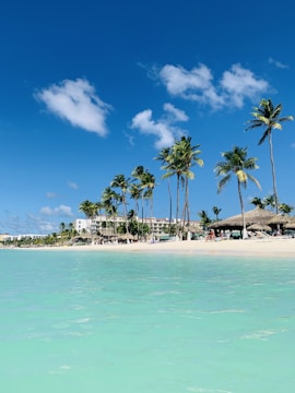 palm trees on beach during daytime