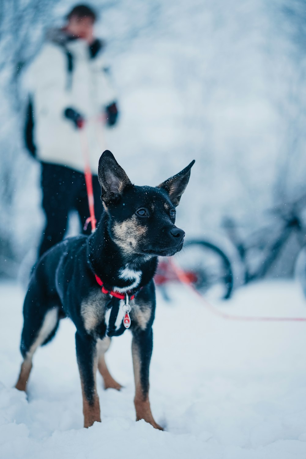 black and tan miniature pinscher on snow covered ground during daytime