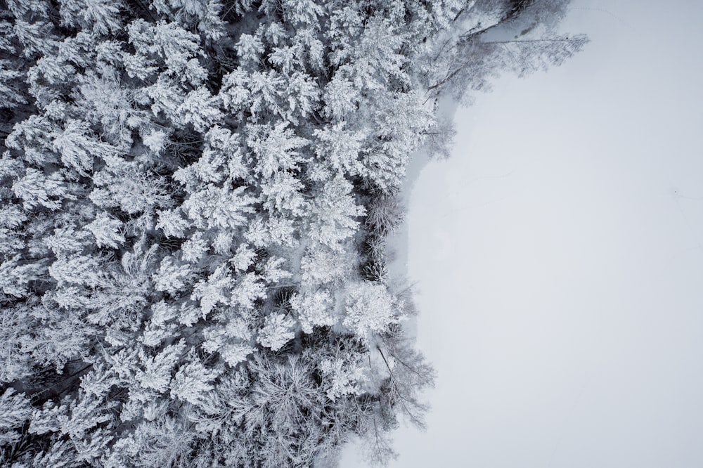 snow covered trees during daytime