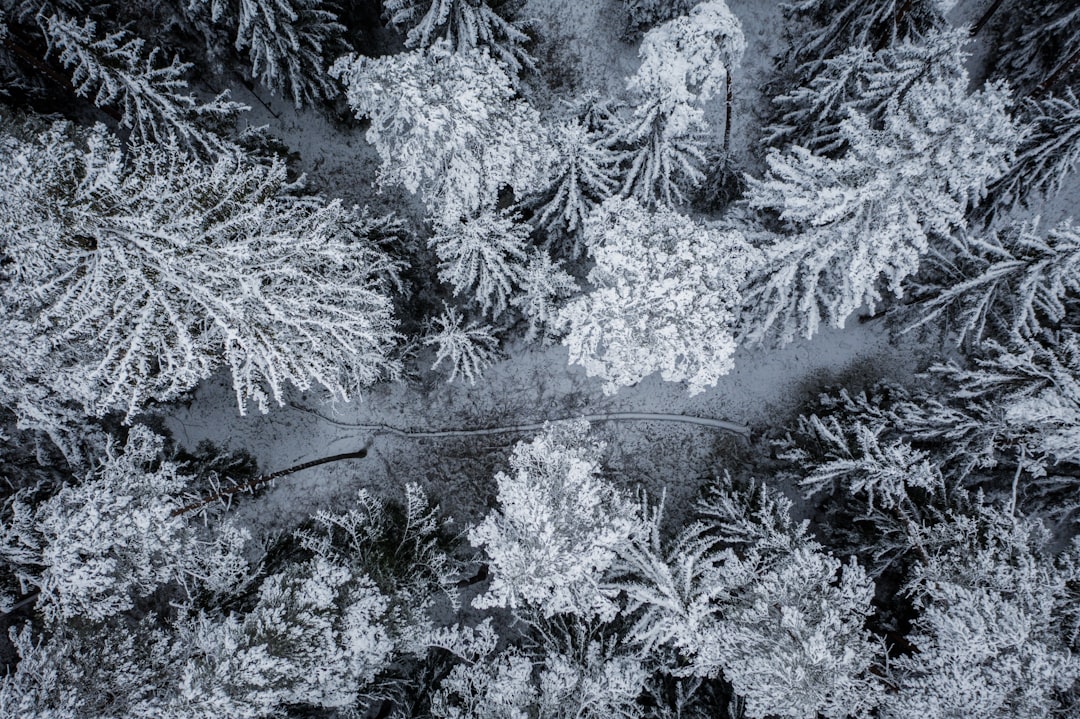 snow covered trees during daytime