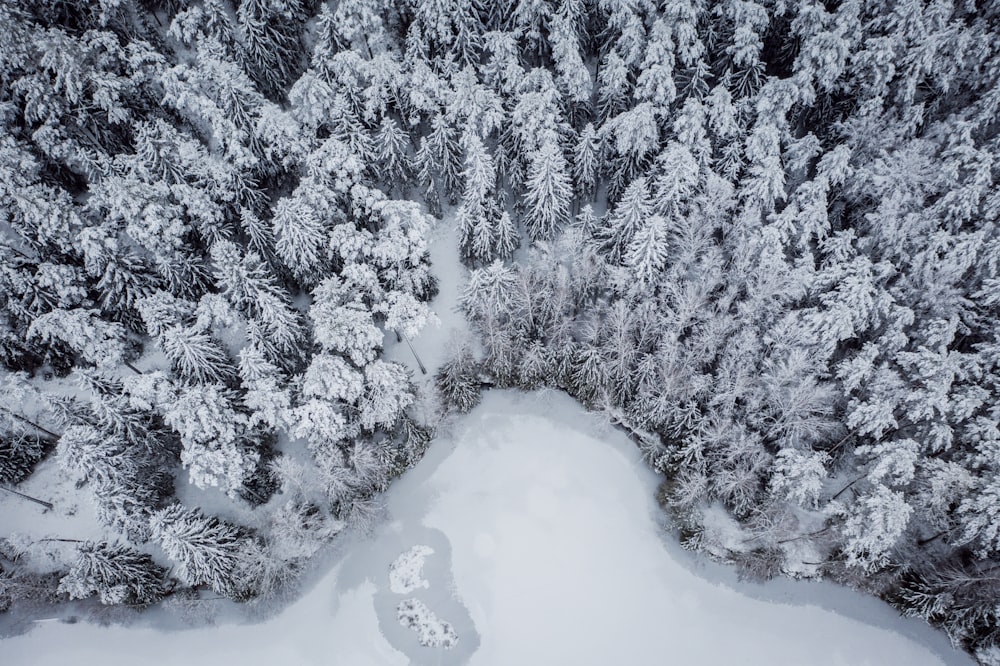 snow covered pine trees during daytime