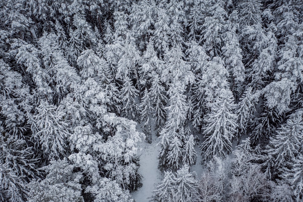 snow covered pine trees during daytime
