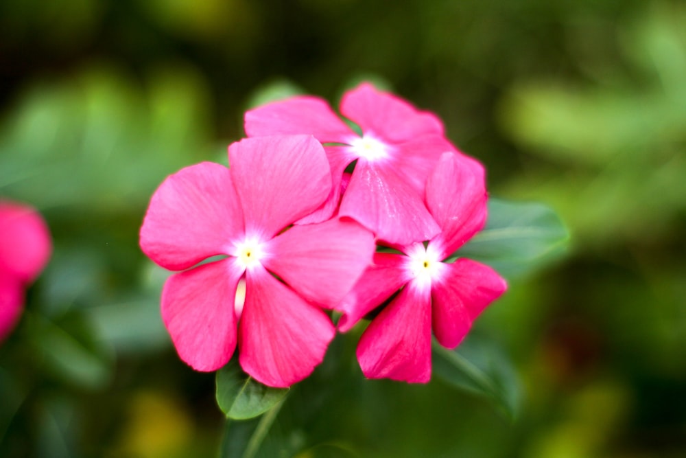 pink flower in tilt shift lens