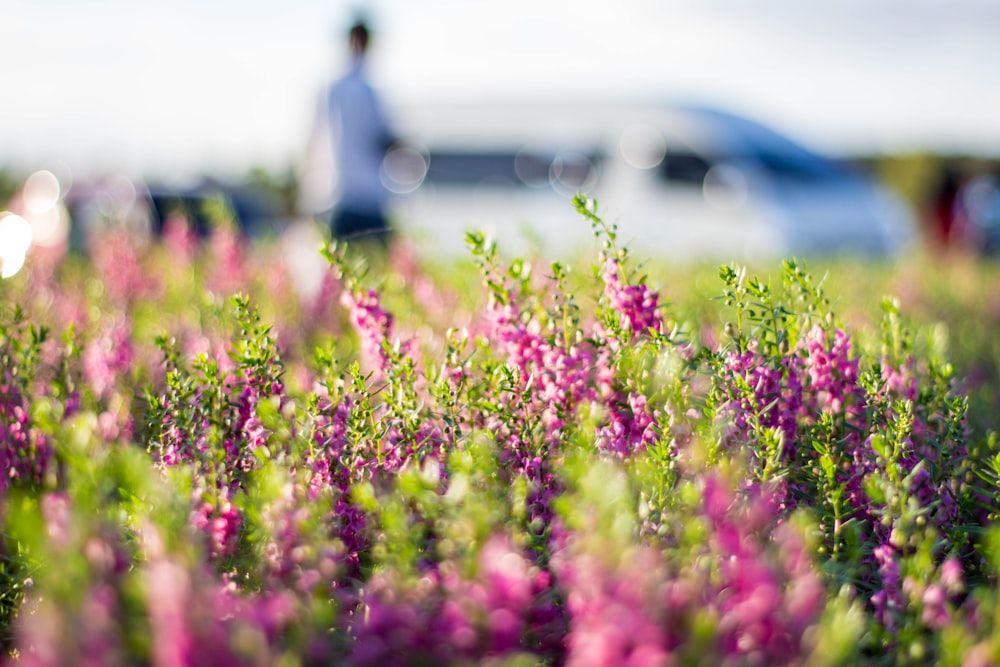 purple flower field during daytime