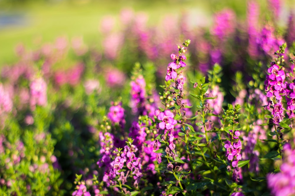 purple flowers in tilt shift lens