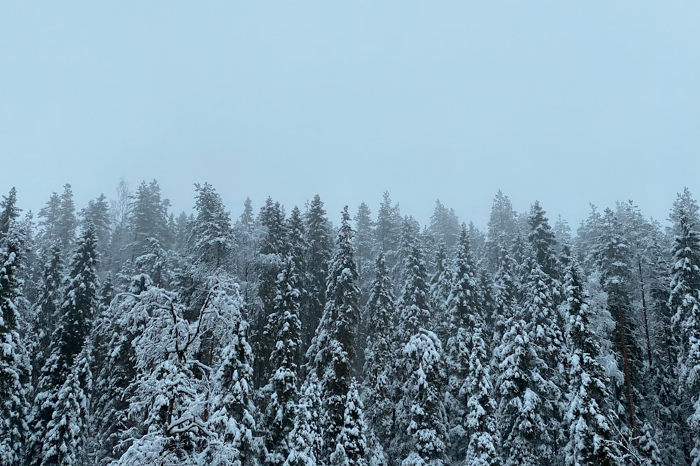 snow covered pine trees under white sky during daytime