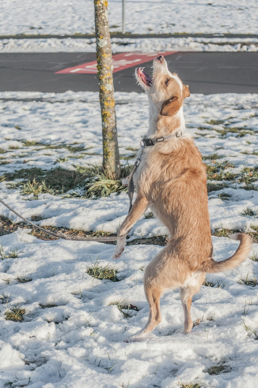 brown short coated dog on snow covered ground