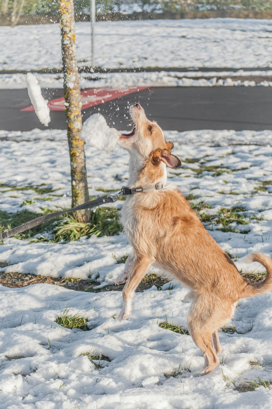 brown and white short coated dog running on snow covered ground during daytime