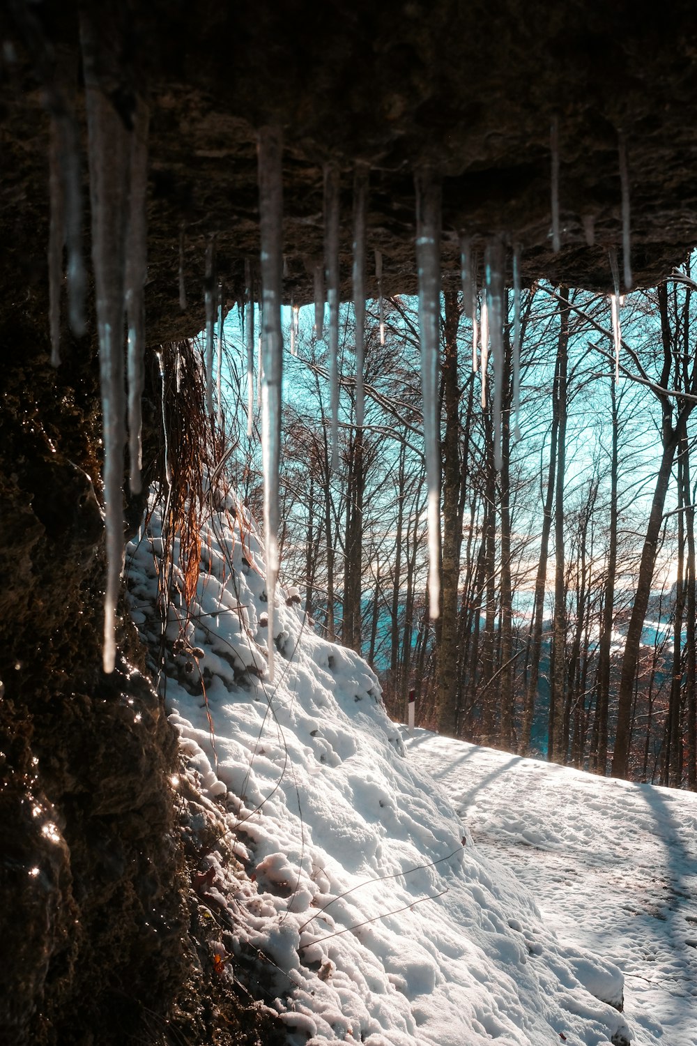 snow covered trees during daytime