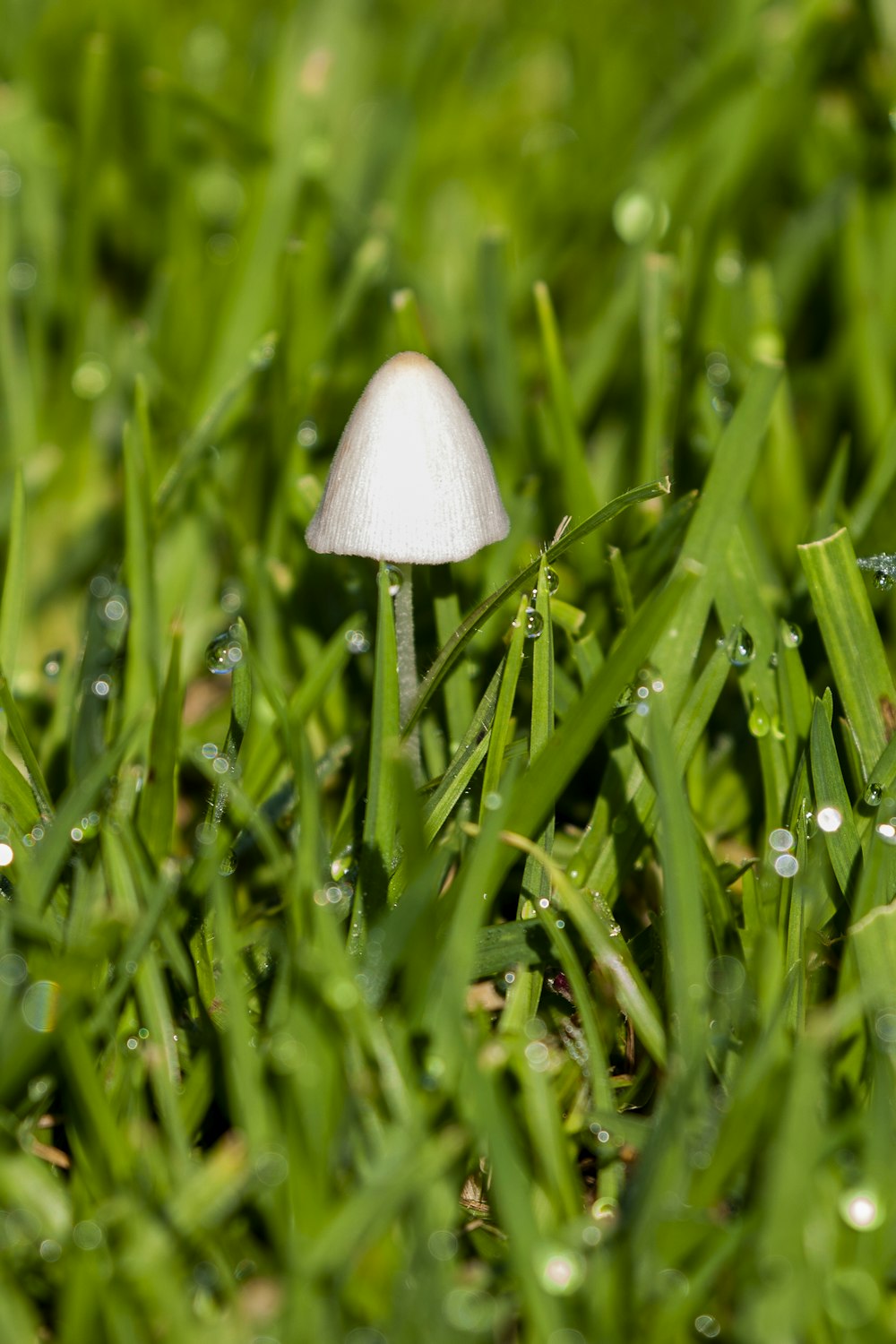 white mushroom on green grass field during daytime