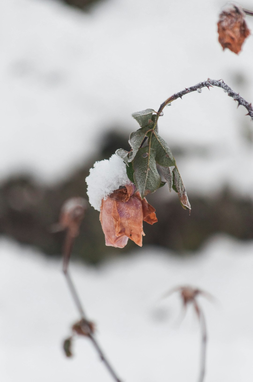 white and brown flower covered with snow