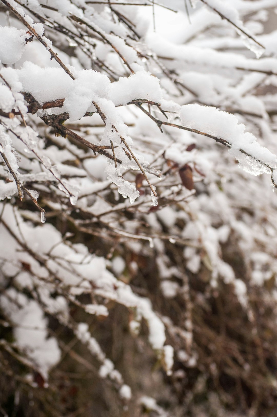 brown tree branch covered with snow