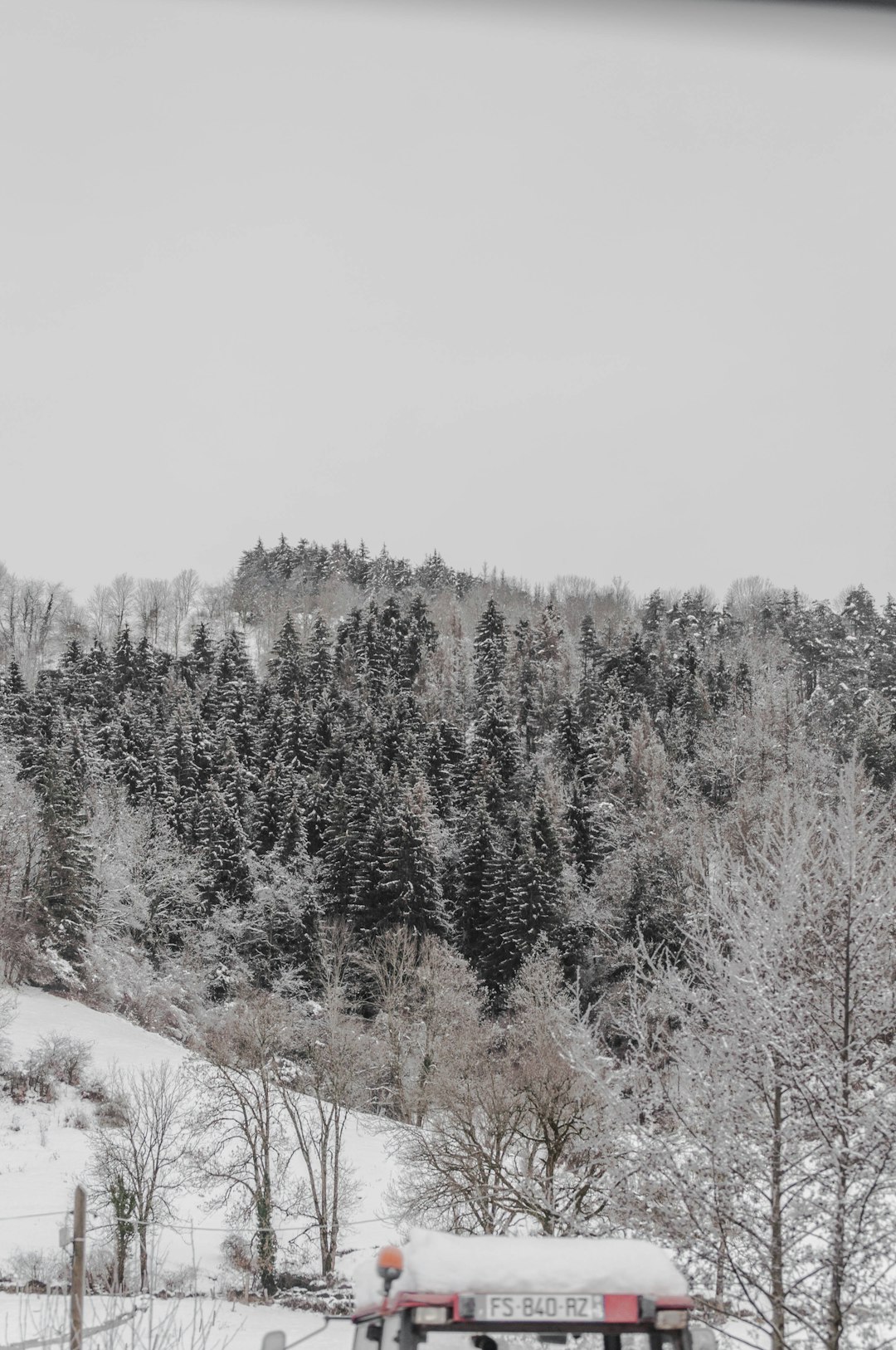 snow covered trees during daytime