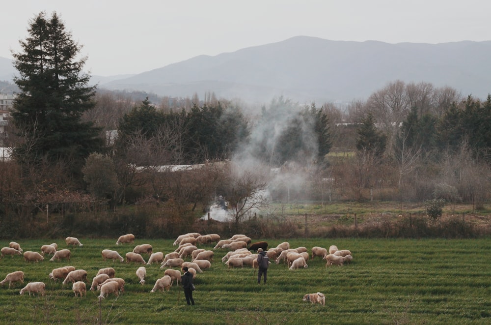 herd of sheep on green grass field during daytime