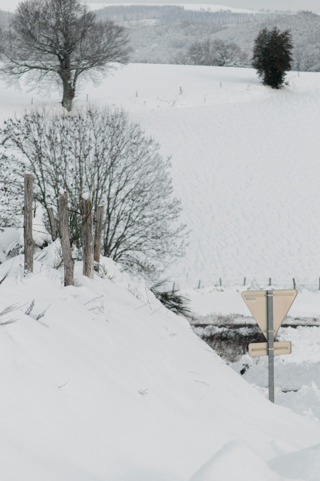 bare tree on snow covered ground during daytime