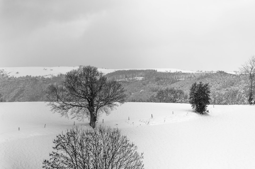 snow covered field and trees during daytime