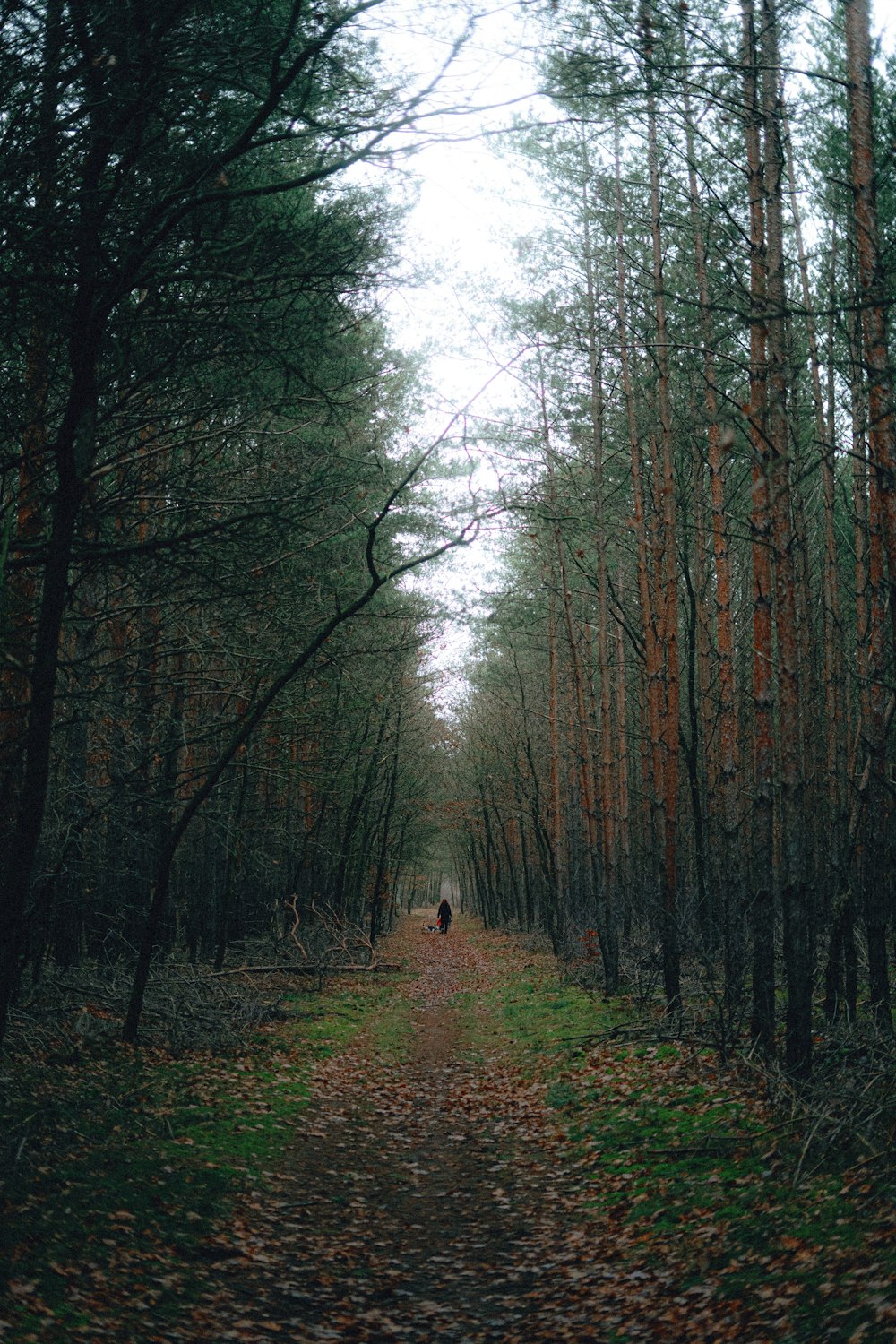 Persona in giacca nera che cammina sul sentiero tra gli alberi durante il giorno