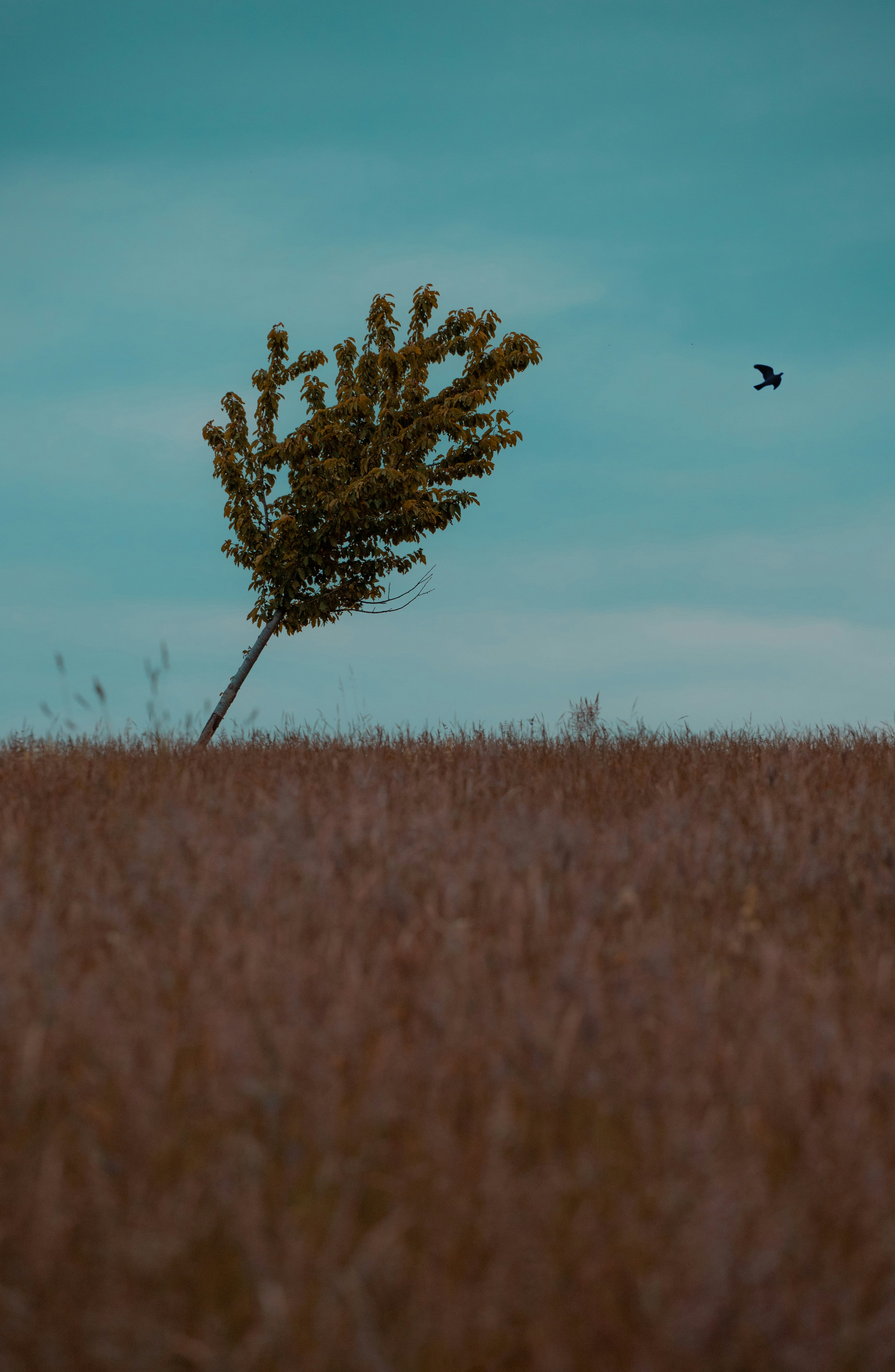 Photo by ahmadasakra