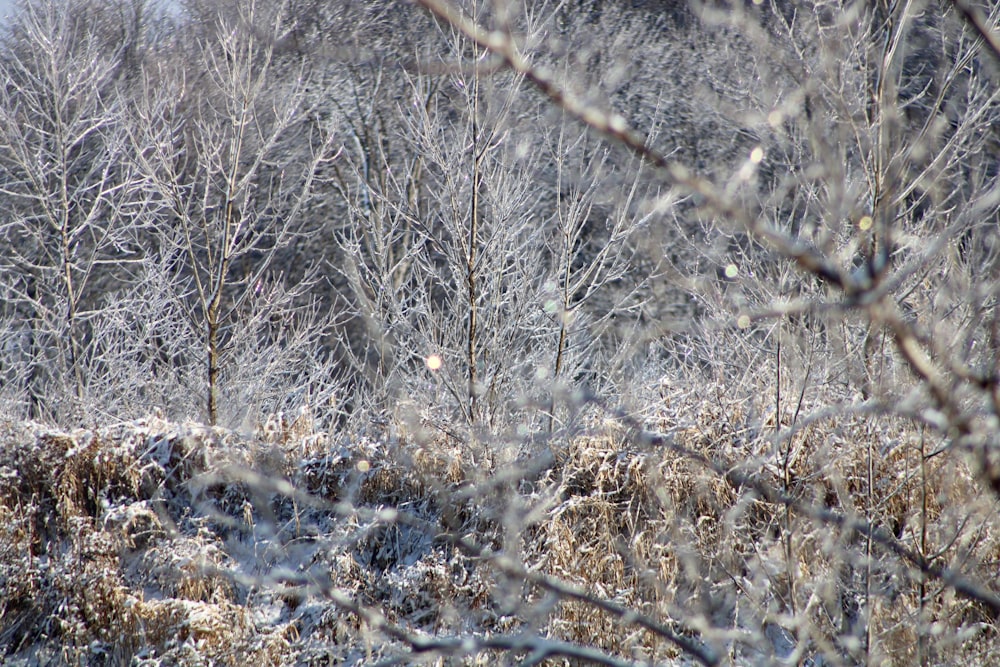 brown leafless trees during daytime