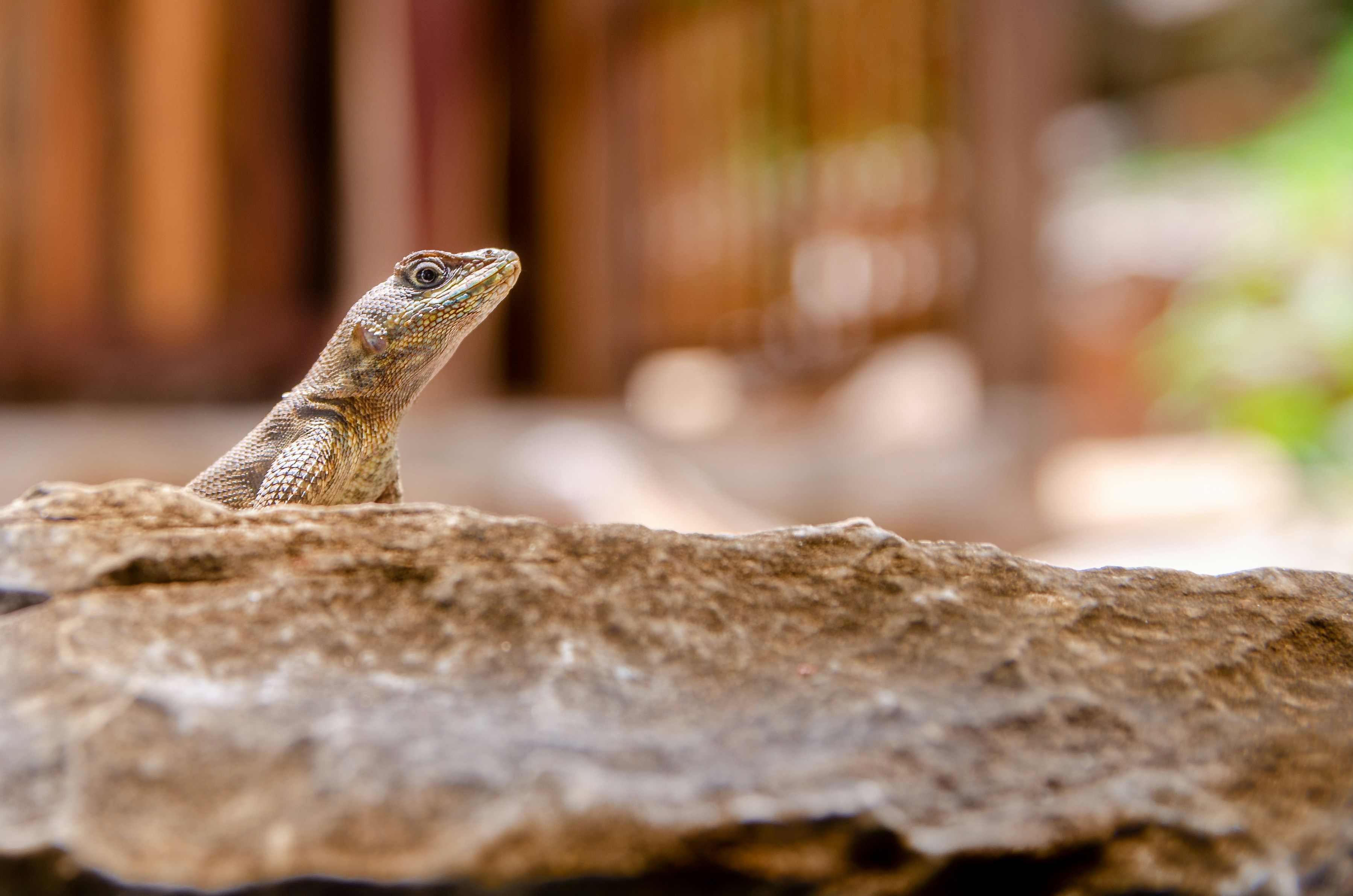 brown and gray lizard on gray rock