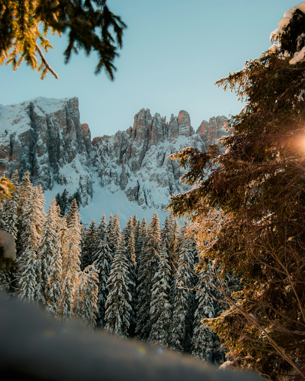 snow covered trees and mountains during daytime